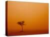 Dust Storm Turns Sky Orange with Blown Sand and Windswept Tree, Ivanhoe, New South Wales, Australia-Paul Souders-Stretched Canvas