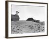 Dustbowl Farm-Dorothea Lange-Framed Photographic Print