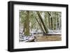 Dusting Of Snow-Janet Slater-Framed Photographic Print