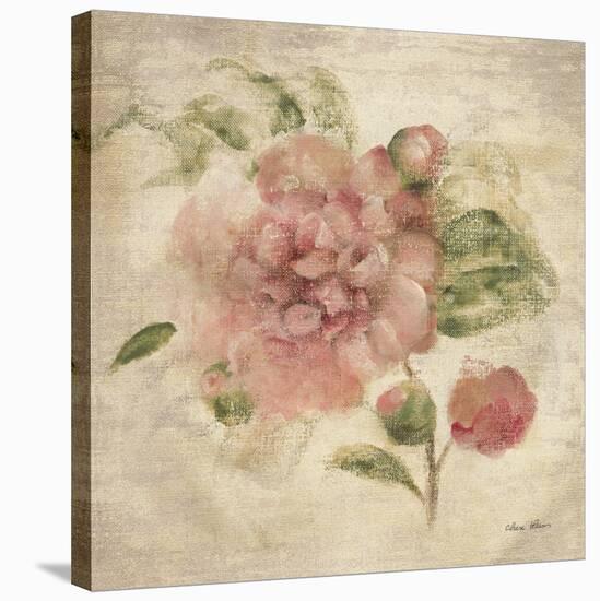 Dusty Pink Rose on Antique Linen Light-Cheri Blum-Stretched Canvas