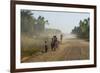 Dusty Road, Mount Mulanje, Malawi, Africa-Michael Runkel-Framed Photographic Print