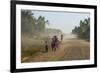 Dusty Road, Mount Mulanje, Malawi, Africa-Michael Runkel-Framed Photographic Print