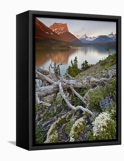 Dusty Star Mountain, St. Mary Lake, and Wildflowers at Dawn, Glacier National Park, Montana, United-James Hager-Framed Stretched Canvas