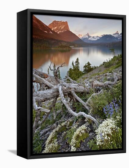 Dusty Star Mountain, St. Mary Lake, and Wildflowers at Dawn, Glacier National Park, Montana, United-James Hager-Framed Stretched Canvas