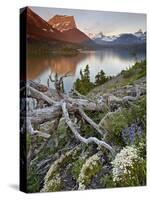 Dusty Star Mountain, St. Mary Lake, and Wildflowers at Dawn, Glacier National Park, Montana, United-James Hager-Stretched Canvas