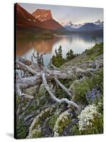 Dusty Star Mountain, St. Mary Lake, and Wildflowers at Dawn, Glacier National Park, Montana, United-James Hager-Stretched Canvas