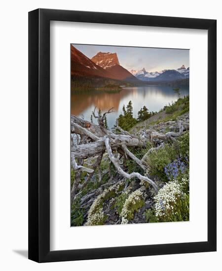 Dusty Star Mountain, St. Mary Lake, and Wildflowers at Dawn, Glacier National Park, Montana, United-James Hager-Framed Premium Photographic Print