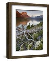 Dusty Star Mountain, St. Mary Lake, and Wildflowers at Dawn, Glacier National Park, Montana, United-James Hager-Framed Photographic Print