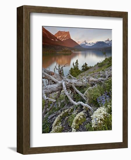 Dusty Star Mountain, St. Mary Lake, and Wildflowers at Dawn, Glacier National Park, Montana, United-James Hager-Framed Photographic Print