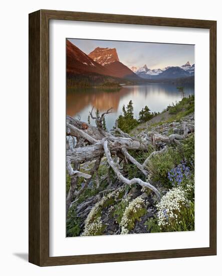 Dusty Star Mountain, St. Mary Lake, and Wildflowers at Dawn, Glacier National Park, Montana, United-James Hager-Framed Photographic Print