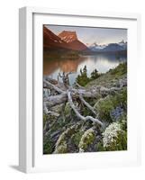 Dusty Star Mountain, St. Mary Lake, and Wildflowers at Dawn, Glacier National Park, Montana, United-James Hager-Framed Photographic Print