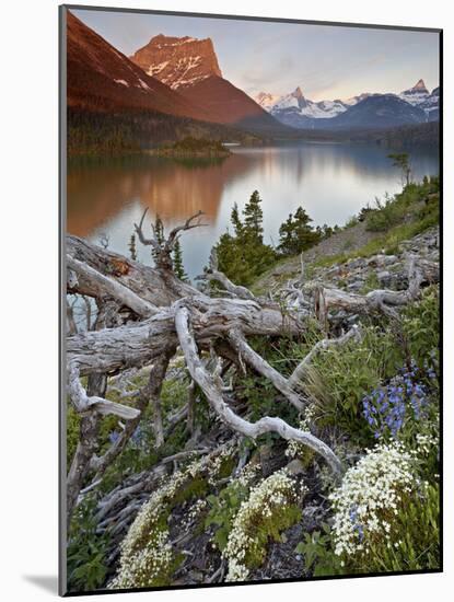 Dusty Star Mountain, St. Mary Lake, and Wildflowers at Dawn, Glacier National Park, Montana, United-James Hager-Mounted Photographic Print