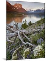 Dusty Star Mountain, St. Mary Lake, and Wildflowers at Dawn, Glacier National Park, Montana, United-James Hager-Mounted Photographic Print