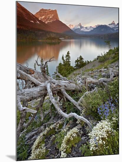 Dusty Star Mountain, St. Mary Lake, and Wildflowers at Dawn, Glacier National Park, Montana, United-James Hager-Mounted Photographic Print