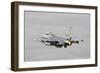 Dutch Air Force F-16Am Taking Off with Full Afterburner-Stocktrek Images-Framed Photographic Print