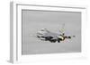 Dutch Air Force F-16Am Taking Off with Full Afterburner-Stocktrek Images-Framed Photographic Print