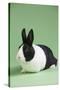 Dutch (Breed) Rabbit-Lynn M^ Stone-Stretched Canvas