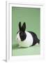 Dutch (Breed) Rabbit-Lynn M^ Stone-Framed Photographic Print