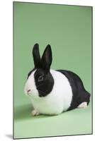 Dutch (Breed) Rabbit-Lynn M^ Stone-Mounted Photographic Print