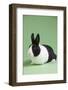 Dutch (Breed) Rabbit-Lynn M^ Stone-Framed Photographic Print