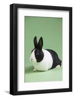Dutch (Breed) Rabbit-Lynn M^ Stone-Framed Photographic Print