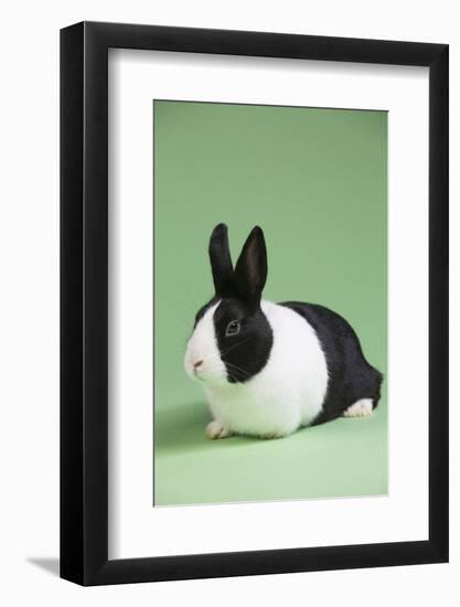 Dutch (Breed) Rabbit-Lynn M^ Stone-Framed Photographic Print