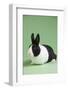 Dutch (Breed) Rabbit-Lynn M^ Stone-Framed Photographic Print