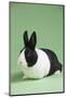 Dutch (Breed) Rabbit-Lynn M^ Stone-Mounted Photographic Print