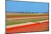 Dutch Bulb Field of Colorful Tulips near Lisse-Sandra van der Steen-Mounted Photographic Print