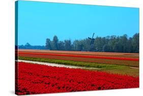 Dutch Bulb Field-Sandra van der Steen-Stretched Canvas