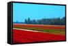 Dutch Bulb Field-Sandra van der Steen-Framed Stretched Canvas