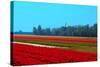 Dutch Bulb Field-Sandra van der Steen-Stretched Canvas