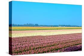 Dutch Bulb Field-Sandra van der Steen-Stretched Canvas