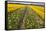 Dutch Bulb Field-Sandra van der Steen-Framed Stretched Canvas