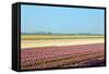 Dutch Bulb Field-Sandra van der Steen-Framed Stretched Canvas