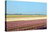 Dutch Bulb Field-Sandra van der Steen-Stretched Canvas