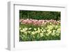 Dutch Bulb Field-Sandra van der Steen-Framed Photographic Print