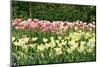 Dutch Bulb Field-Sandra van der Steen-Mounted Photographic Print