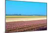 Dutch Bulb Field-Sandra van der Steen-Mounted Photographic Print