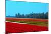 Dutch Bulb Field-Sandra van der Steen-Mounted Photographic Print