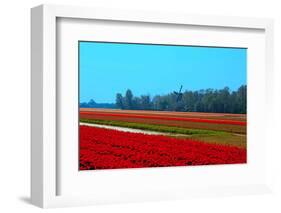 Dutch Bulb Field-Sandra van der Steen-Framed Photographic Print