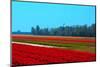 Dutch Bulb Field-Sandra van der Steen-Mounted Photographic Print