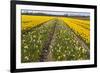 Dutch Bulb Field-Sandra van der Steen-Framed Photographic Print