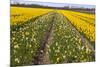 Dutch Bulb Field-Sandra van der Steen-Mounted Photographic Print