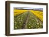 Dutch Bulb Field-Sandra van der Steen-Framed Photographic Print