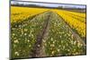 Dutch Bulb Field-Sandra van der Steen-Mounted Photographic Print