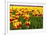 Dutch Bulb Field-Sandra van der Steen-Framed Photographic Print