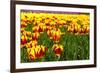 Dutch Bulb Field-Sandra van der Steen-Framed Photographic Print