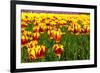 Dutch Bulb Field-Sandra van der Steen-Framed Photographic Print