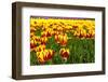 Dutch Bulb Field-Sandra van der Steen-Framed Photographic Print